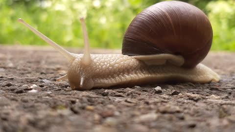 Close-Up View of a Snail Slowly Crawling on the Ground