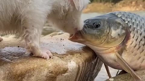 Funny Animals Series 430