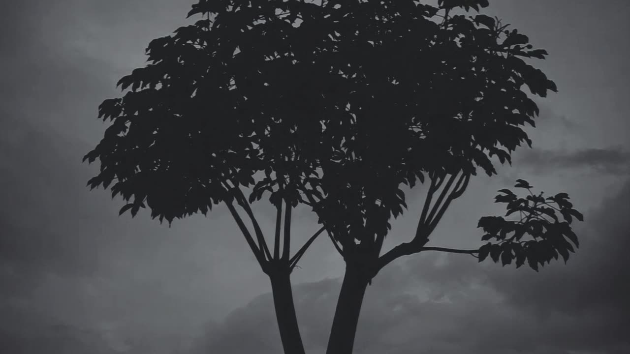 beautiful birds flying videos
