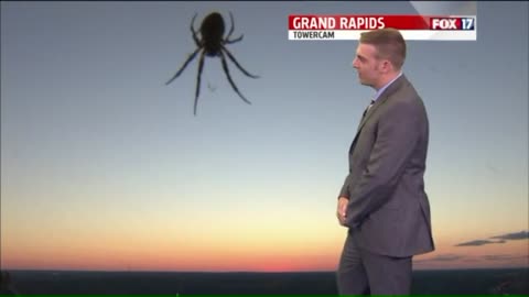 Spider catches breakfast on weather