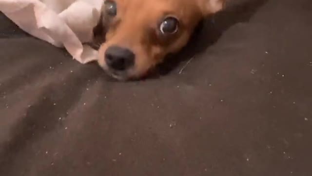 Dog Finds Hole in Couch to Hide In