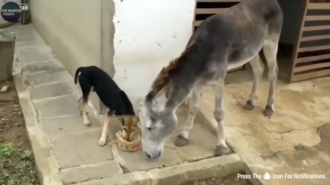 funny animal videos