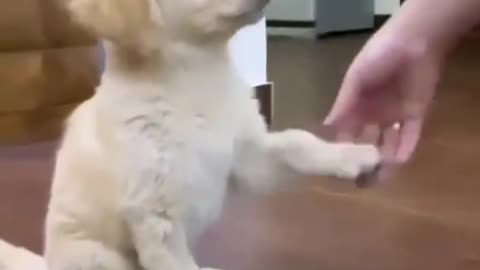 A Cute Puppy Shaking Hands