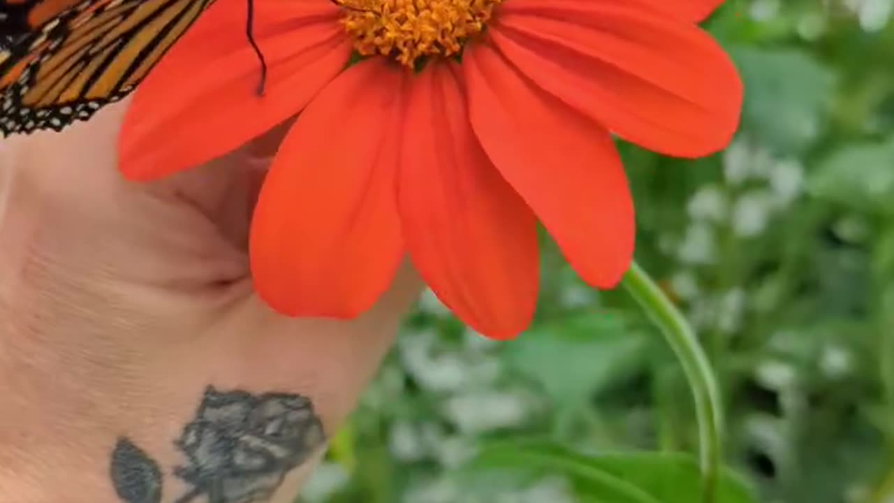 Feeding a Monarch Butterfly Honey