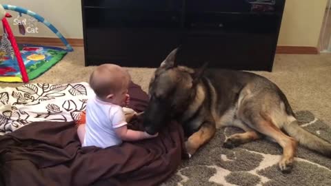 German Shepherd Protects Babies and Kids Compilation