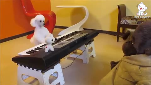 Cute dogs ❤️❤️😘