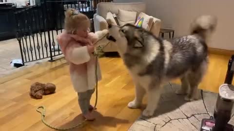 Adorable Baby Girl Walks Her Giant Puppy! He's So Well Behaved! (So Cute!!)