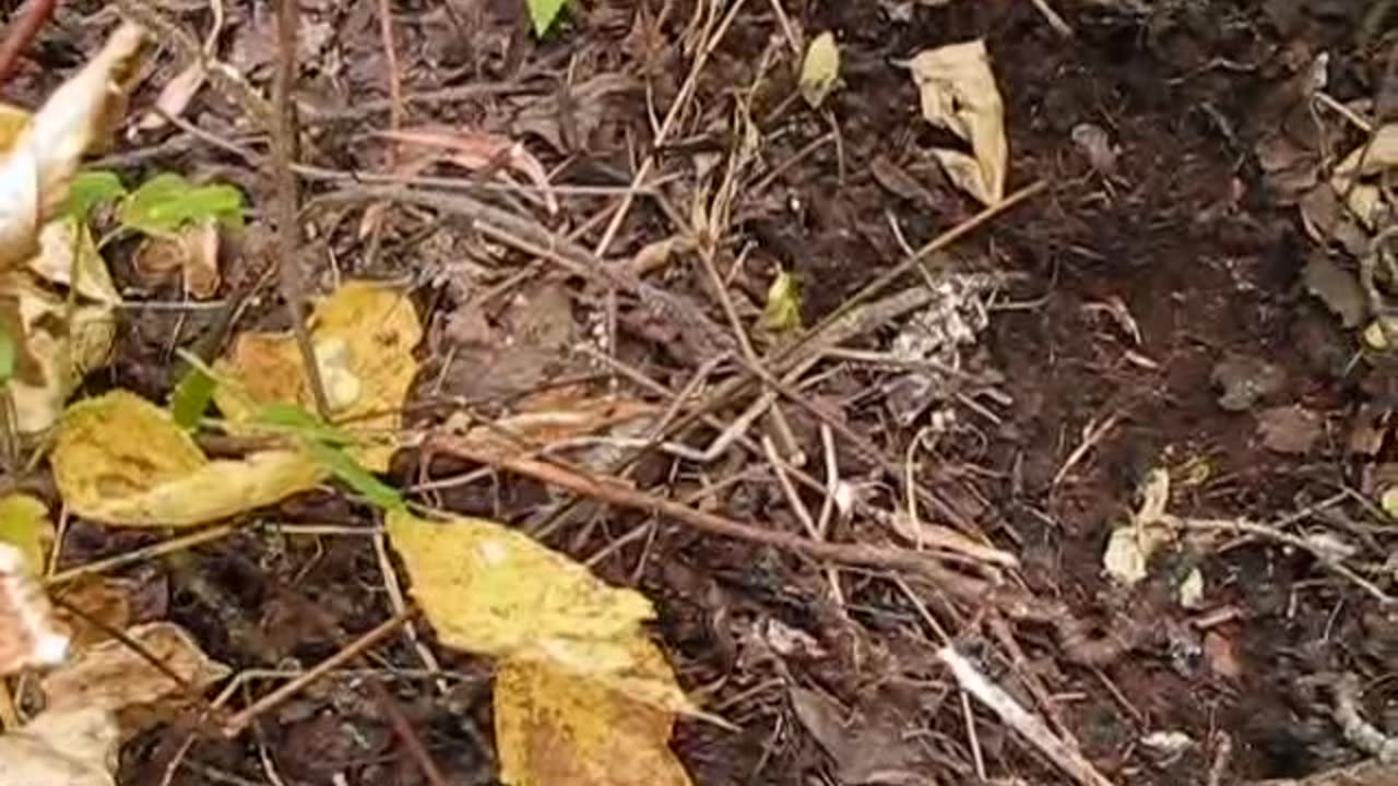 Fall Digging Wild Sarsaparilla