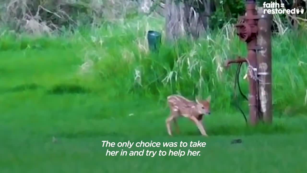 Injured Fawn Deer In Rocky Mountains Gets Adopted | The Dodo Faith = Restored