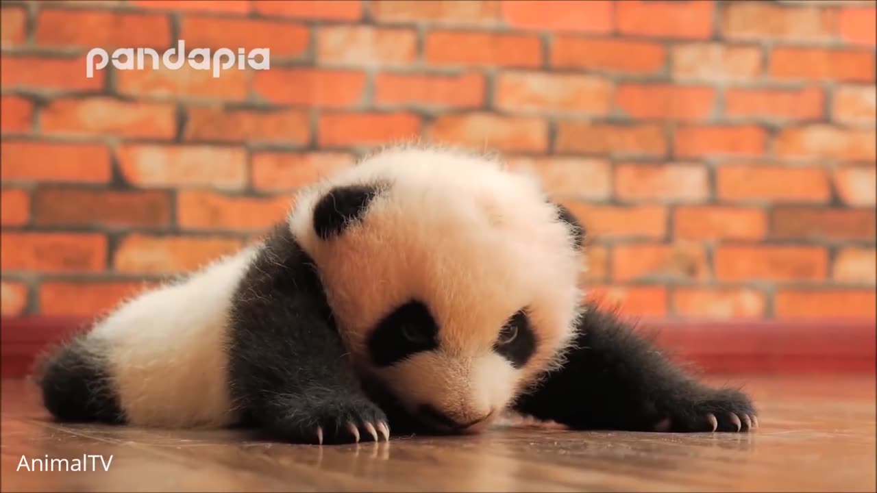 Cute Baby Pandas Playing Compilation - TRY NOT TO LAUGH!