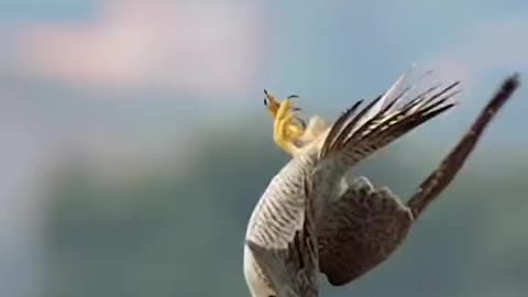 Falcons Almost Lose Their Lunch