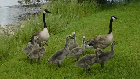 Ducks Walking On Grassv