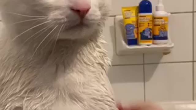 Cat Loves to have a bath with his owner!!!