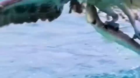 The fish is too solitary. The eagle that caught it was barely able to fly.