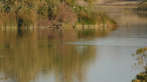 Bald Eagle Taking A Canada Goose at Grant