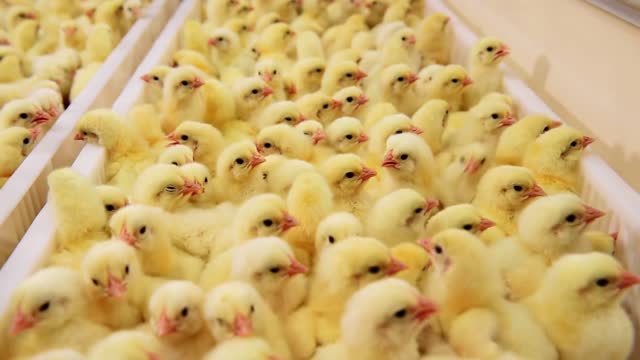 Why the egg industry shreds newborn baby chicks