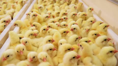 Why the egg industry shreds newborn baby chicks