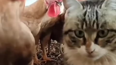 Cat vs Chicken: Watch What happens Next and get ready to laugh in 2023 #shorts