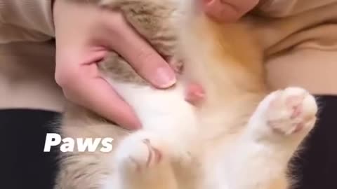 Cute and funny cat video.