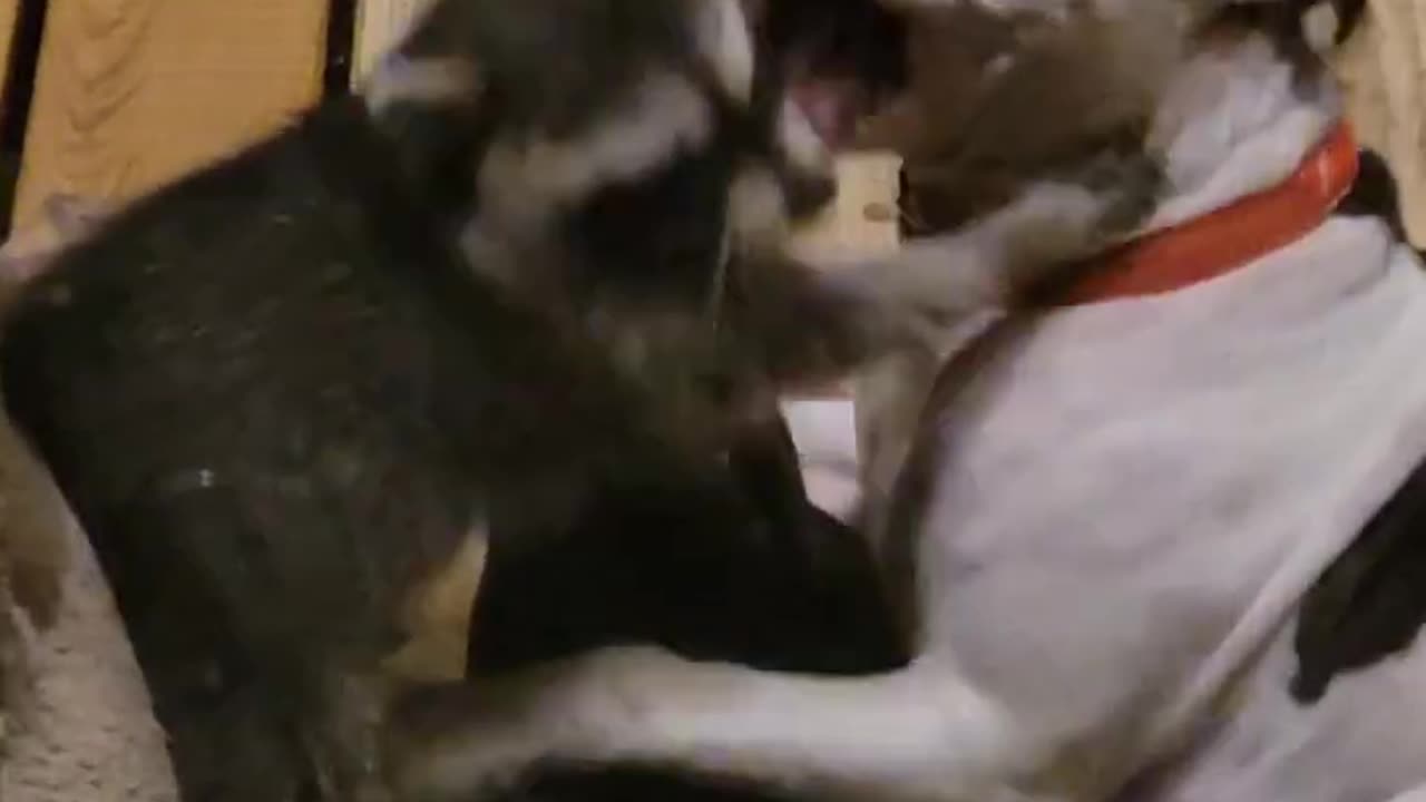 the fight to death