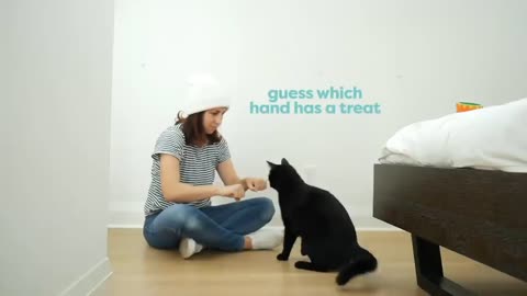 The best way to train cats