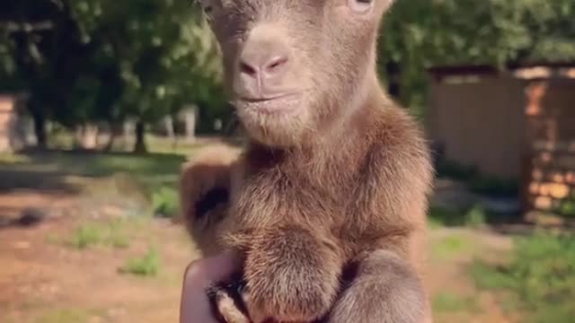 Cute Goat