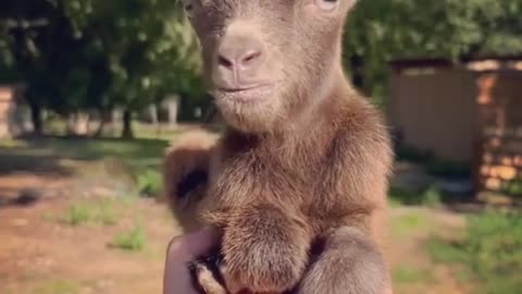 Cute Goat