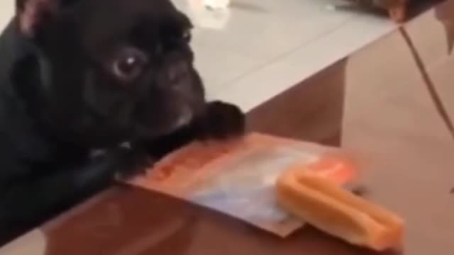 Cute and Funny Dog Video |Getting food|