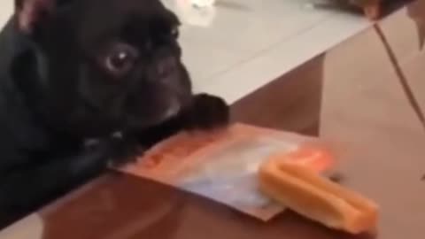 Cute and Funny Dog Video |Getting food|