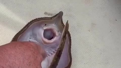 Funny stingray