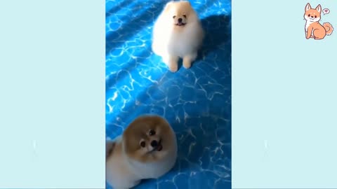 Cute dogs swing funny video 2023