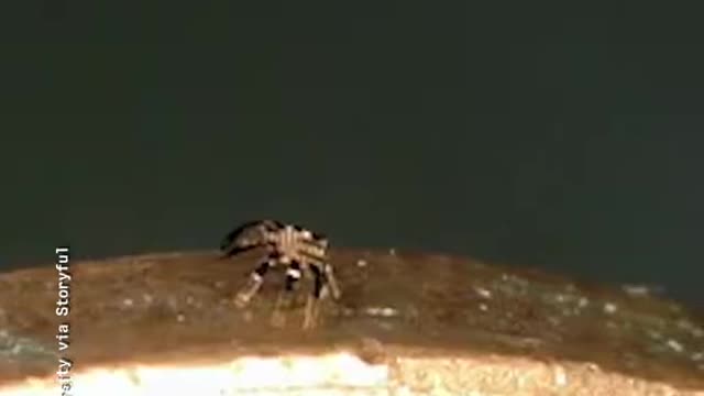 This Tiny Crab is Actually a Robot!