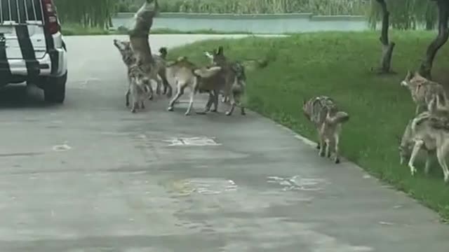 wolves