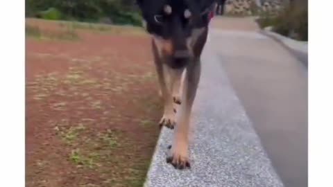 Dog fell in water by mistake 😂😂🤣🐶🌊