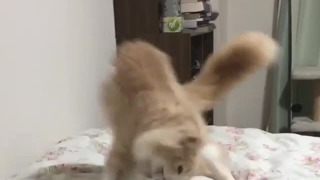 Watch me mock battle!