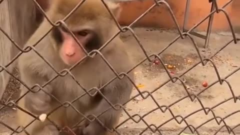 Munkey hungry