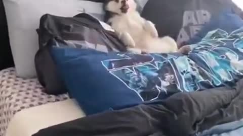 Cute adorable husky laying on bed, only cudles cudling on bed, cute moments