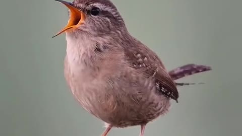 wren