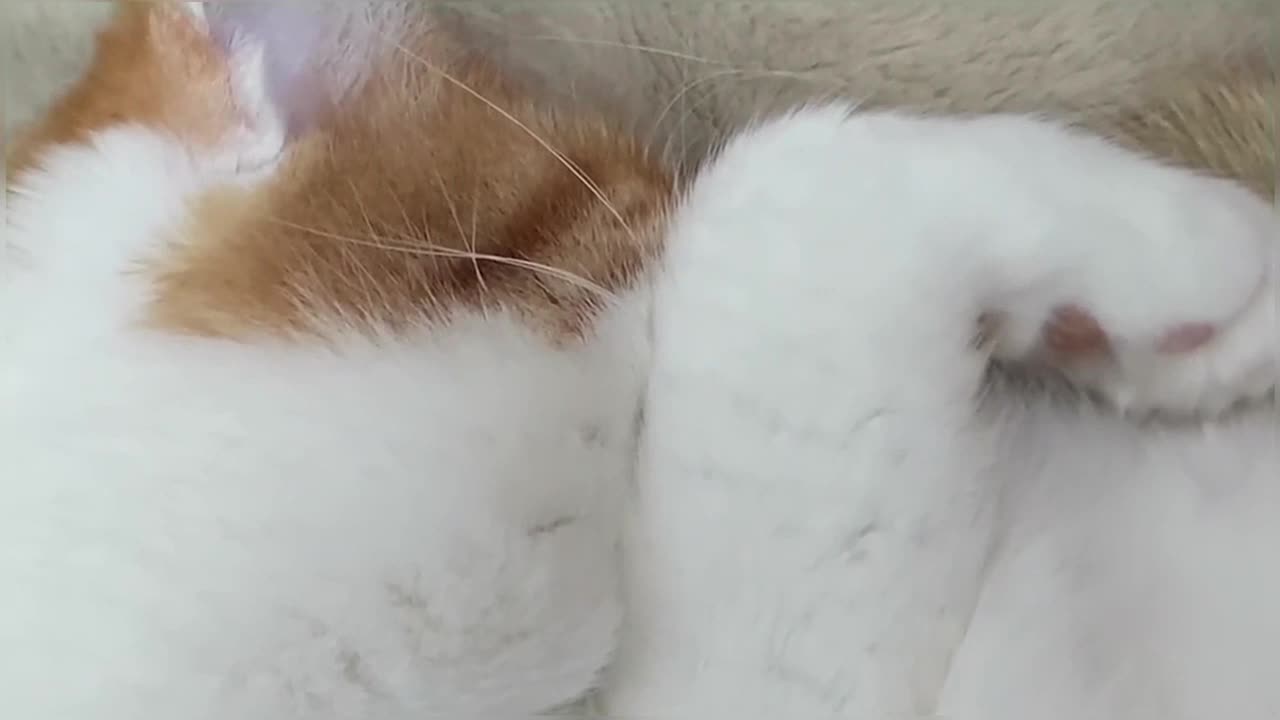 Snoring Cat