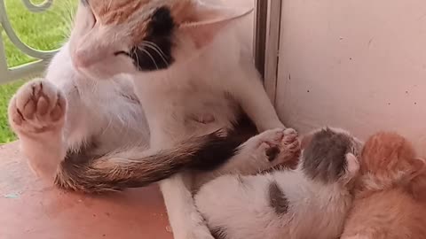 Vidéo mignonne de petits chat Cute