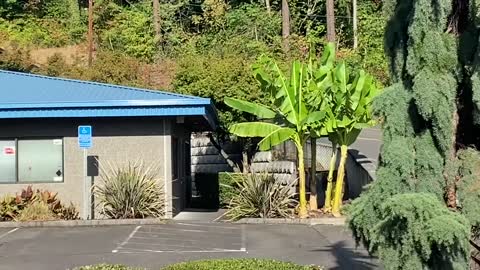 Mild exotic commercial plantings.