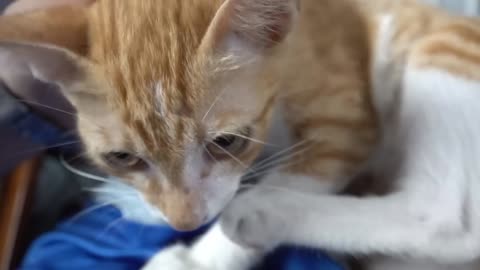 How Cats React When Seeing Stranger 1st Time - Running or Being Friendly 10? | Viral Cat