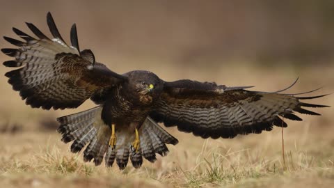 The Buzzard: Close Up HD Footage (Buteo buteo)