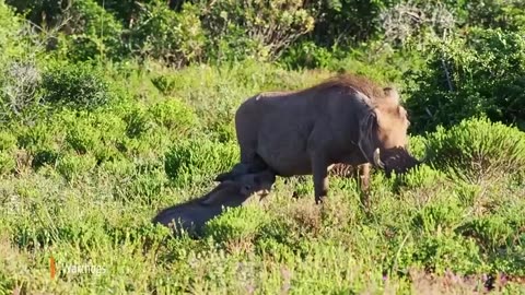 🐘 elephant and yak #Amazon South Africa