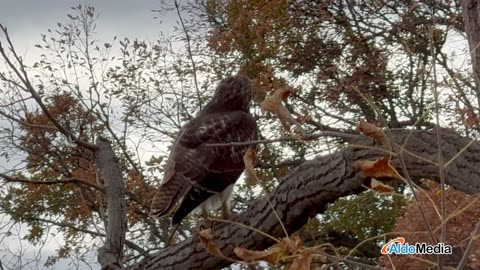 Hawk On a Branch