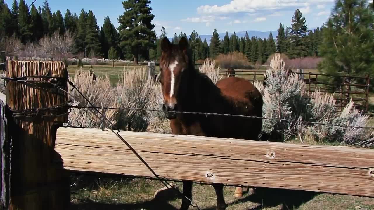 horse breading facts about horse hybrid animals
