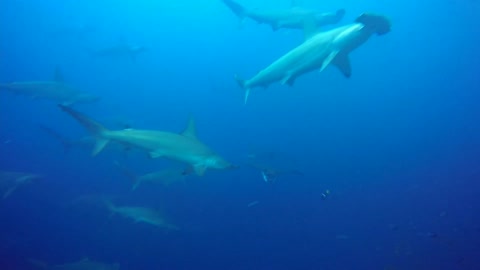 Stingray takes shelter, among divers surrounded by hammerhead sharks