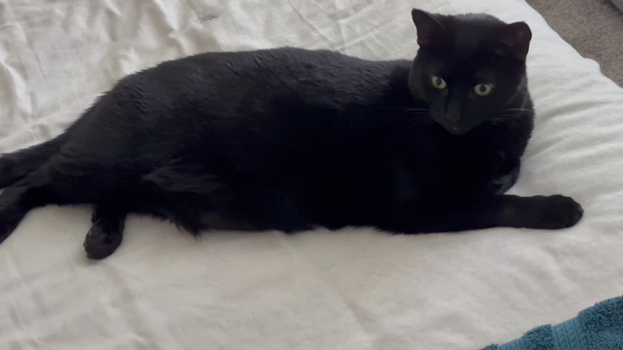 Adopting a Cat from a Shelter Vlog - Cute Precious Piper Is a Bodyguard Even When Lounging