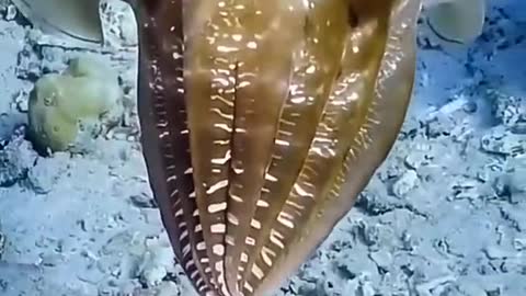 Ocean Marine life fish