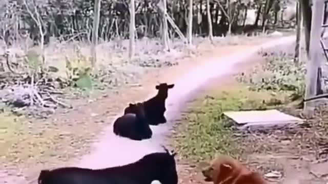 Dog vs Goat. Hilarious Fight. Do not try to laugh. 🤣🤣🤣